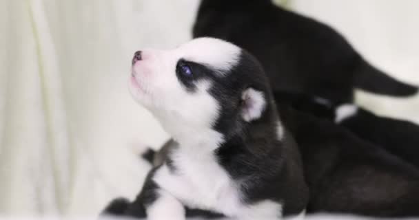 Schattige Pasgeboren Zwart Wit Bont Husky Pupies Met Kleine Blonde — Stockvideo