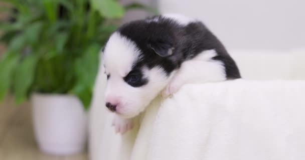 Sevimli Yeni Doğmuş Siyah Beyaz Tüylü Iri Yapılı Küçük Sarışın — Stok video