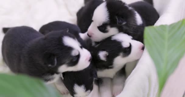 Cute Newborn Black White Fur Husky Pupies Little Blond Child — Stock Video
