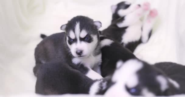 Schattige Pasgeboren Zwart Wit Bont Husky Pupies Met Kleine Blonde — Stockvideo