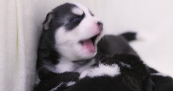 Cute Newborn Black White Fur Husky Pupies Little Blond Child — Stock Video