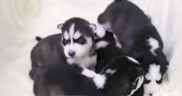 Cute Newborn Black White Fur Husky Pupies Little Blond Child — Stock Video