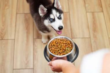 Evde yemeğini kasede yemek için bekleyen sevimli, iri bir köpek yavrusu. Sahibi sevimli köpeğini evde besliyor. Evcil hayvanlar.