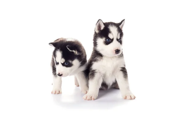 Puppies Husky Siberianos Puros Com Olhos Azuis Isolados Fundo Branco — Fotografia de Stock