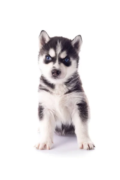 Cãozinho Husky Siberiano Raça Pura Com Olhos Azuis Isolados Fundo — Fotografia de Stock