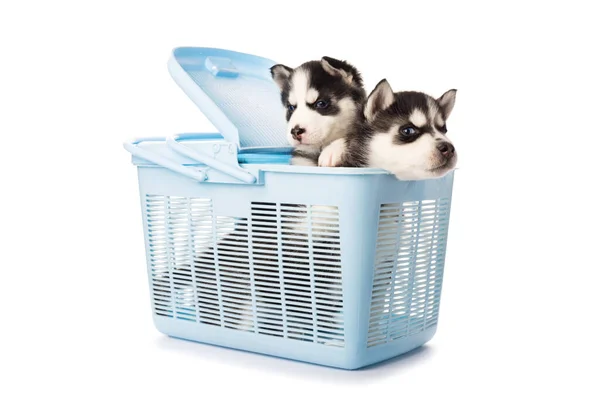 Purebred Siberian Husky Puppy Blue Carry Case Animals Isolated White — Stock Photo, Image