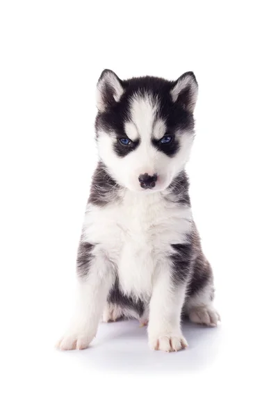 Cãozinho Husky Siberiano Raça Pura Com Olhos Azuis Isolados Fundo — Fotografia de Stock