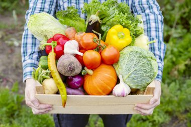 Çiftçi adam elinde taze çiğ sebzelerle dolu tahta bir kutu tutuyor. Elinde sebze olan sepet..