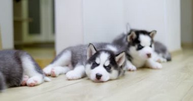 Siyah ve beyaz köpek yavruları içeride yerde dinleniyor. Evcil hayvanlar