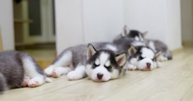 Siyah ve beyaz köpek yavruları içeride yerde dinleniyor. Evcil hayvanlar