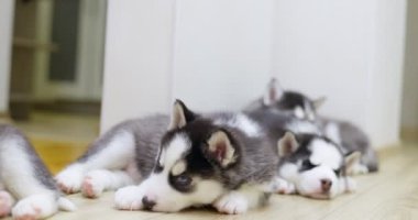 Siyah ve beyaz köpek yavruları içeride yerde dinleniyor. Evcil hayvanlar
