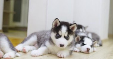 Siyah ve beyaz köpek yavruları içeride yerde dinleniyor. Evcil hayvanlar