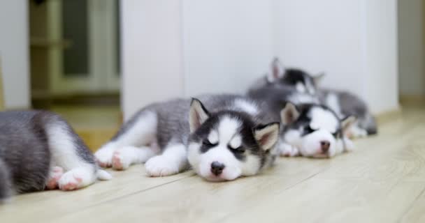 Siyah Beyaz Köpek Yavruları Içeride Yerde Dinleniyor Evcil Hayvanlar — Stok video