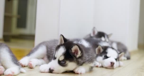 Czarne Białe Husky Szczenięta Spoczywające Podłodze Pomieszczeniach Zwierzęta Domowe Wewnątrz — Wideo stockowe