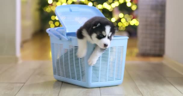 Cuccioli Siberiani Husky Salgono Trasportino Animali Domestici Decisione Avere Cuccioli — Video Stock