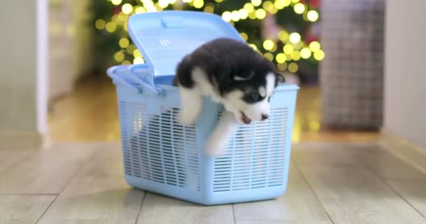 Siberische Husky Puppies Klimmen Uit Een Hondendraagtas Het Besluit Puppy — Stockvideo