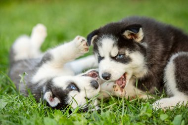 Şirin köpek yavruları çimenlerde birlikte oynuyorlar. Dışarıda oynaşan yavrular.