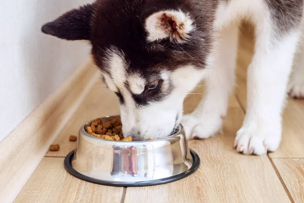 스러운 허스키 강아지 실내의 그릇에서 음식을 있습니다 배고픈 강아지는 집에서 — 스톡 사진