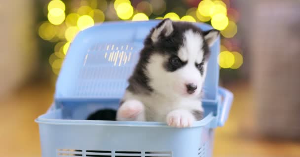 シベリアのハスキー子犬はペットキャリアから登る ペットの子犬を持つことにした — ストック動画