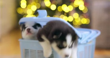 Sibirya Husky yavruları evcil hayvan taşıyıcısından inerler. Evcil köpek sahibi olma kararı.