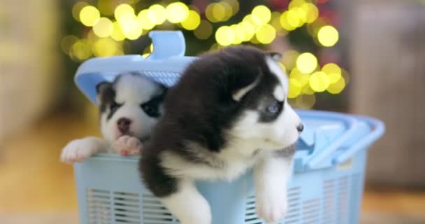 Siberische Husky Puppies Klimmen Uit Een Hondendraagtas Het Besluit Puppy — Stockvideo