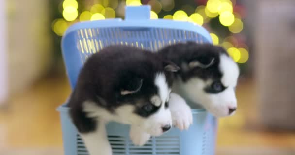 Sibiřská Husky Štěňátka Vylézají Nosiče Mazlíčků Rozhodnutí Porodu Štěňátek — Stock video