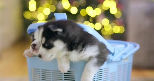 Siberische Husky Puppies Klimmen Uit Een Hondendraagtas Het Besluit Puppy — Stockvideo