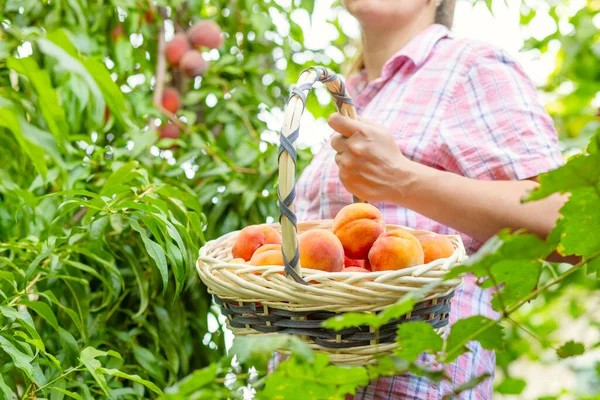 Memanen Buah Persik Petani Wanita Memetik Buah Persik Matang Dari — Stok Foto