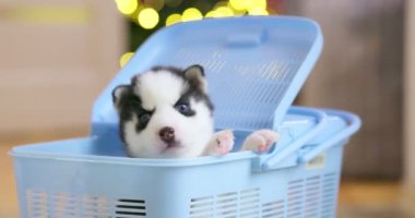 Sibirya Husky yavruları evcil hayvan taşıyıcısından inerler. Evcil köpek sahibi olma kararı 