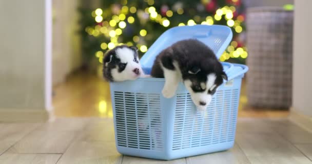 Filhotes Husky Siberianos Saem Portador Animais Estimação Decisão Ter Filhotes — Vídeo de Stock