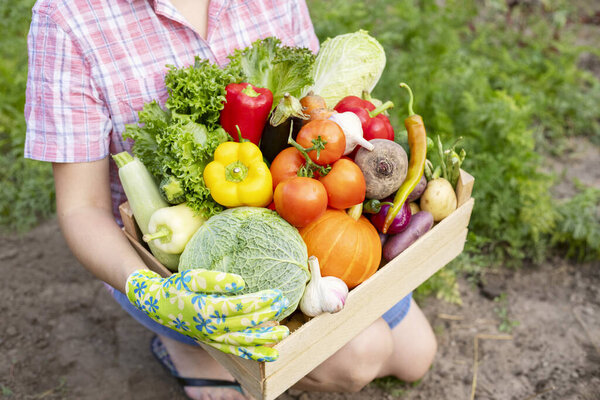 A farmer woman holding wooden box full of fresh raw vegetables in her hands. Harvesting homegrown produce.