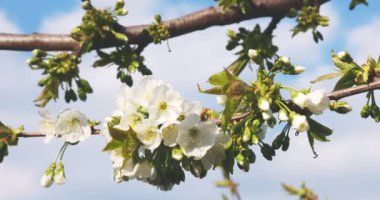 Bulanık doğal arka planda çiçek açan elma dalı. Baharda elma ağacının beyaz çiçekleri