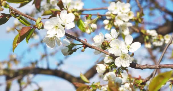 Kvetoucí Větev Jabloně Rozmazaném Přírodním Pozadí Bílé Květy Jabloně Jaře — Stock video