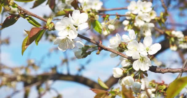Kvetoucí Větev Jabloně Rozmazaném Přírodním Pozadí Bílé Květy Jabloně Jaře — Stock video