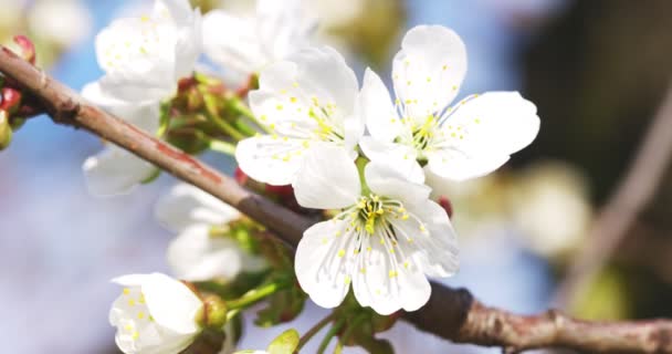 自然な背景にリンゴの木の枝を咲かせます 春にリンゴの木の白い花 — ストック動画