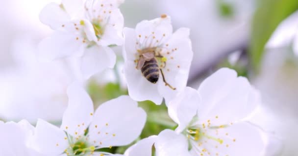 蜜蜂从苹果花中采蜜 蜜蜂在开花季节采蜜 — 图库视频影像