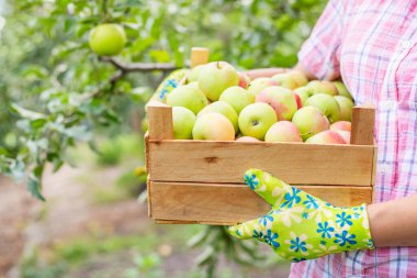 Eldiven giymiş, tahta bir kutuda taze olgun elma toplayan kadın çiftçi. Tarım ve bahçıvanlık kavramı.