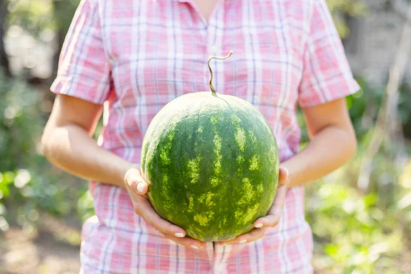 Woman Farmer Ripe Watermelon Berry Her Hands Field Harvesting Watermelons — Stock Photo, Image