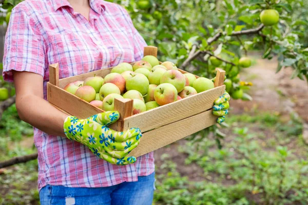 Eldiven giymiş, tahta bir kutuda taze olgun elma toplayan kadın çiftçi. Tarım ve bahçıvanlık kavramı.