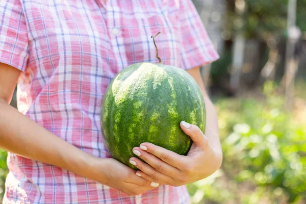 Wanita Petani Dengan Buah Semangka Matang Tangannya Lapangan Memanen Semangka — Stok Foto