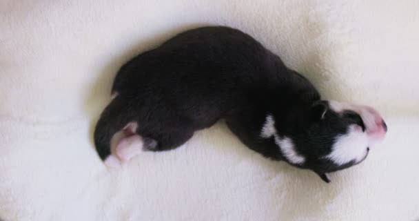 Siberische Husky Puppy Slaapt Een Witte Deken Het Bed Pasgeboren — Stockvideo