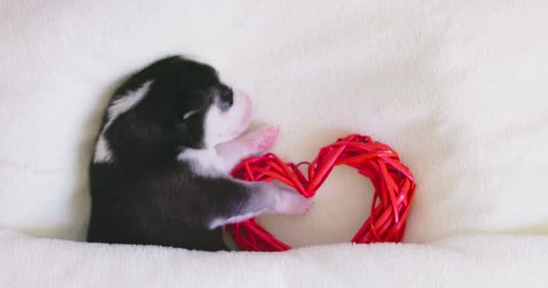 Cãozinho Husky Siberiano Dorme Sob Cobertor Branco Abraços Coração Brinquedo — Vídeo de Stock