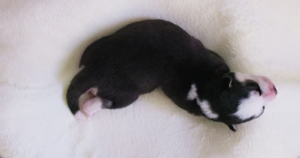 西伯利亚哈士奇犬睡在床上的白色毛毯上 刚出生的小狗在睡觉 — 图库视频影像