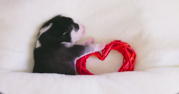 Syberyjski Husky Szczeniak Śpi Pod Białym Kocem Przytula Czerwone Serce — Wideo stockowe