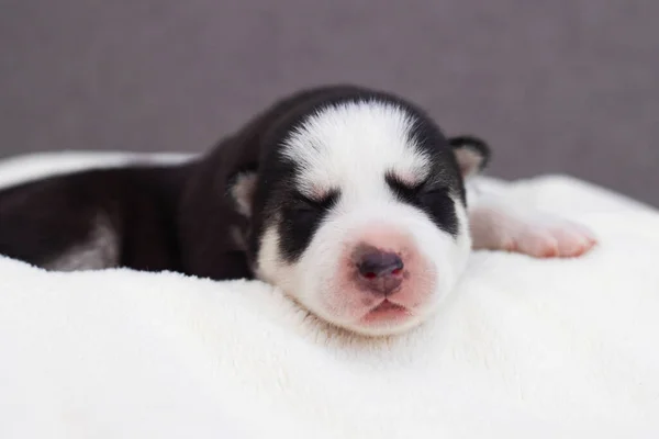 Cucciolo Siberiano Husky Dorme Una Coperta Bianca Sul Letto Neonato — Foto Stock