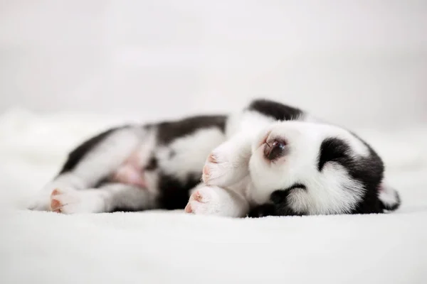 Cãozinho Husky Siberiano Dorme Cobertor Branco Cama Cachorro Recém Nascido — Fotografia de Stock