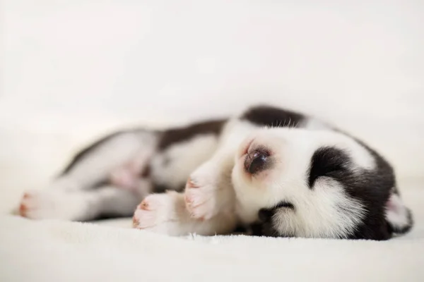 Chiot Husky Sibérien Dort Sur Une Couverture Blanche Sur Lit — Photo