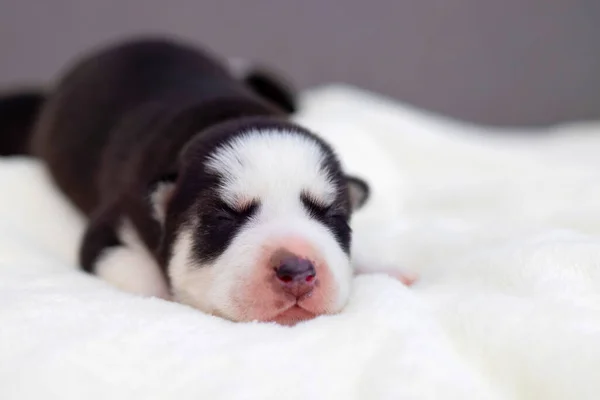 Cãozinho Husky Siberiano Dorme Cobertor Branco Cama Cachorro Recém Nascido — Fotografia de Stock