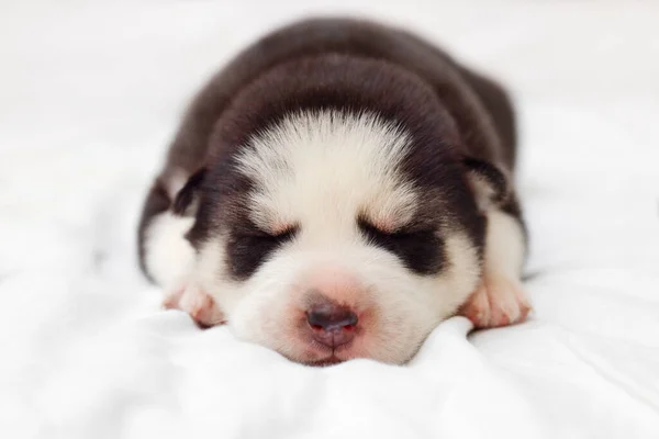 西伯利亚哈士奇犬睡在床上的白色毛毯上 刚出生的小狗在睡觉 — 图库照片