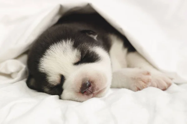 西伯利亚哈士奇犬睡在床上的白色毛毯下 刚出生的小狗在睡觉 — 图库照片